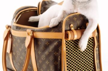 Choosing the Best Dog Travel Suitcase for Comfortable Adventures