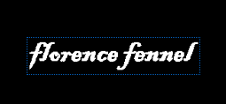 Florence Fennel