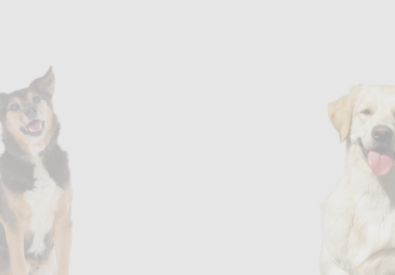 Dog waste removal fo...